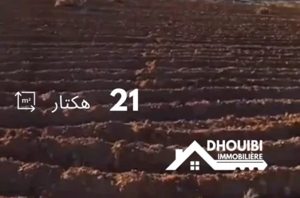 21-hectar-agriculture-a-vendre-kairouan-