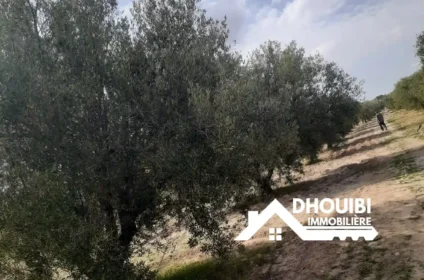 terrain-agricole-a-vendre-a-kairouan