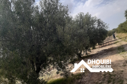 Terrain Agricole à Vendre 11 hectar - سانية 11 هكتار للبيع